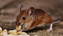 24 Hour & Emergency Exterminators in Mayville, NJ